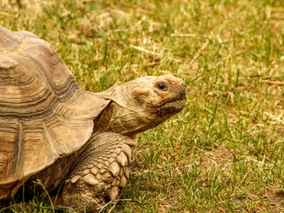 Afrikaanse sporenschildpad - De Zonnegloed - Dierenpark - Dieren opvangcentrum - Sanctuary
